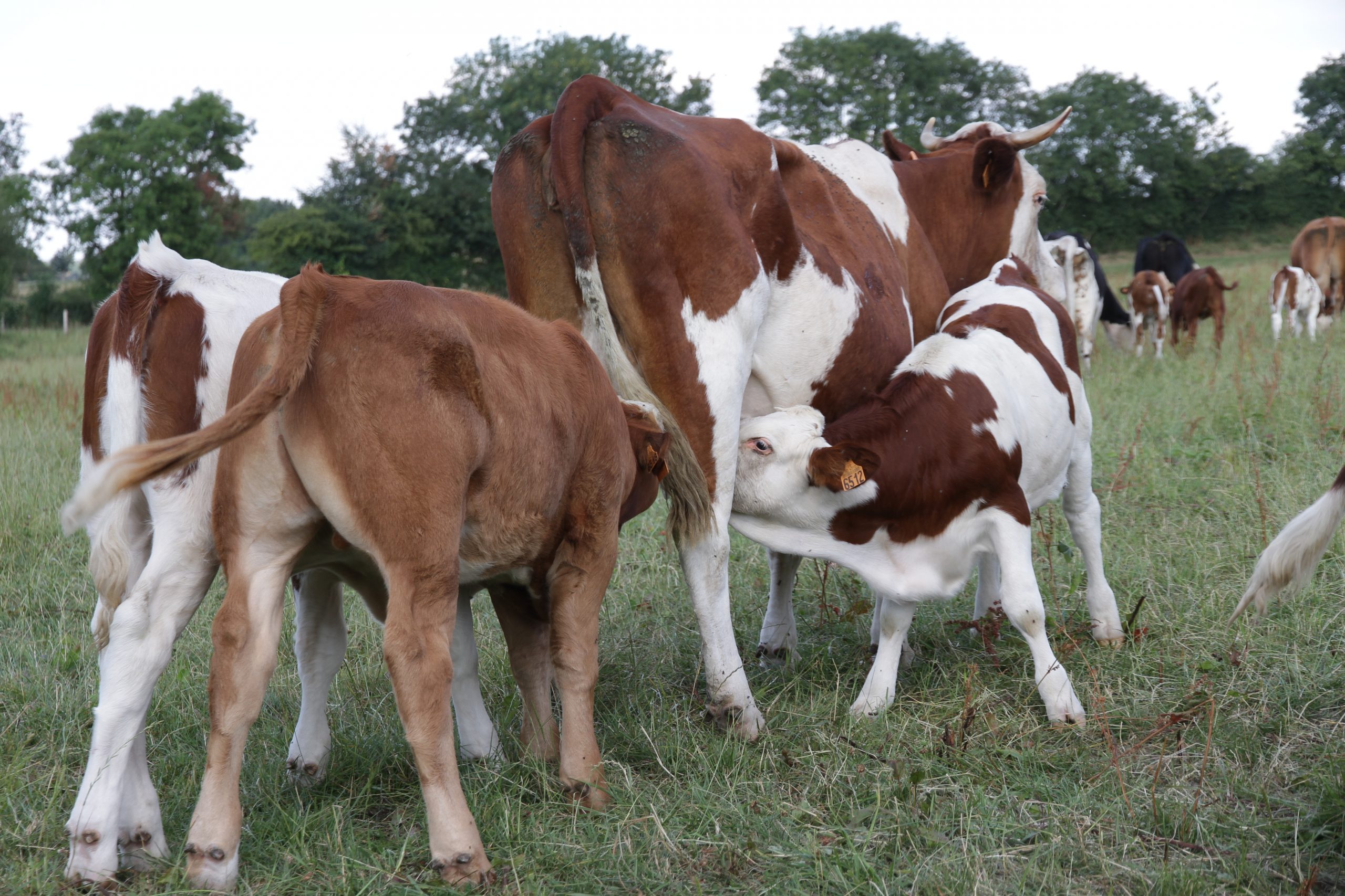 la_ferme_nos_animaux_meres_nourrices