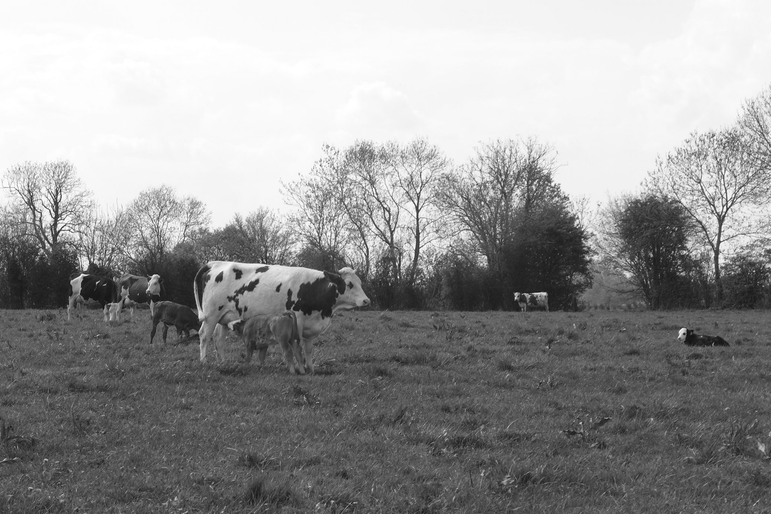 meres_nourrices-2