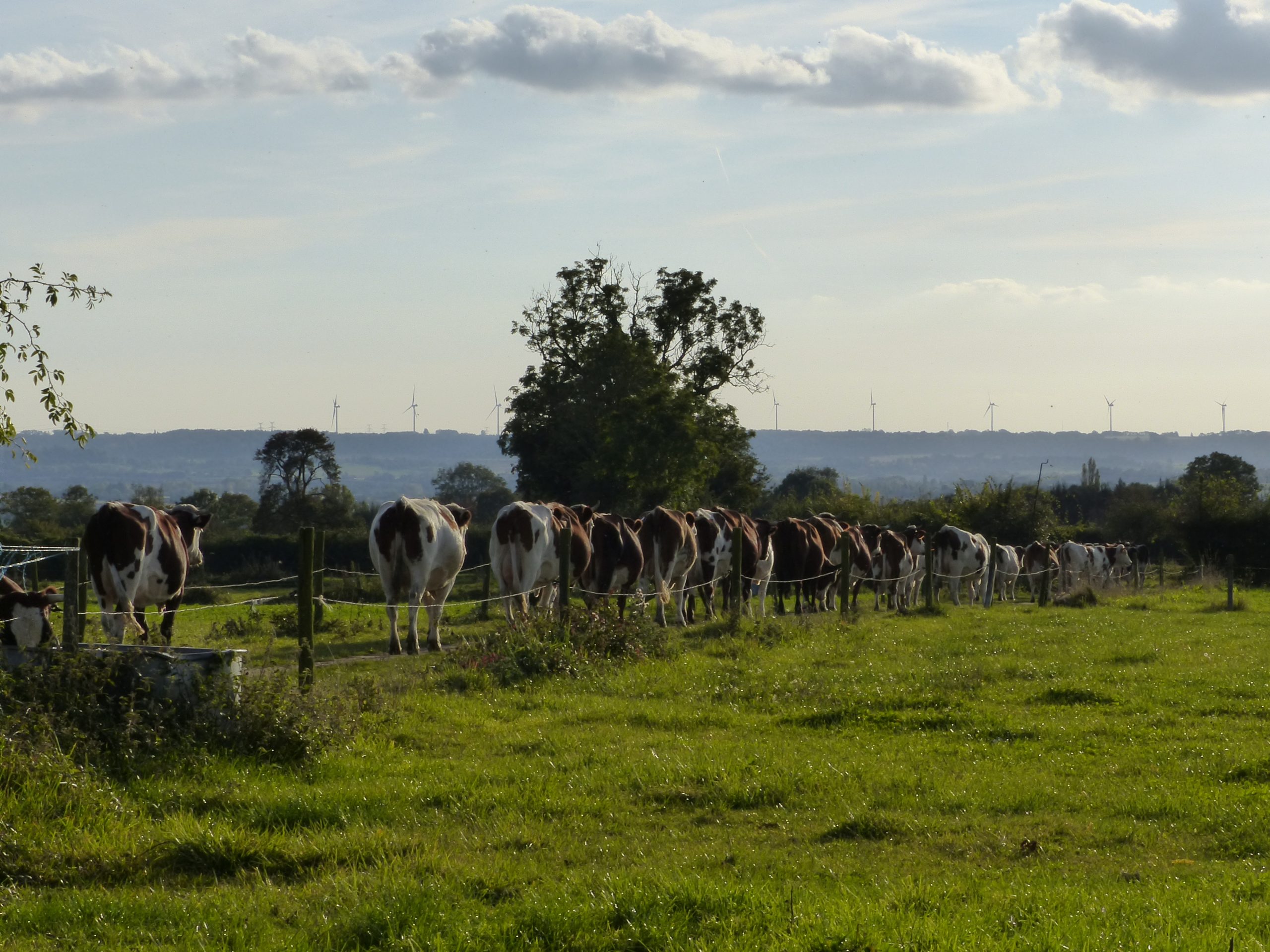 un_troupeau_de_vaches_colorees