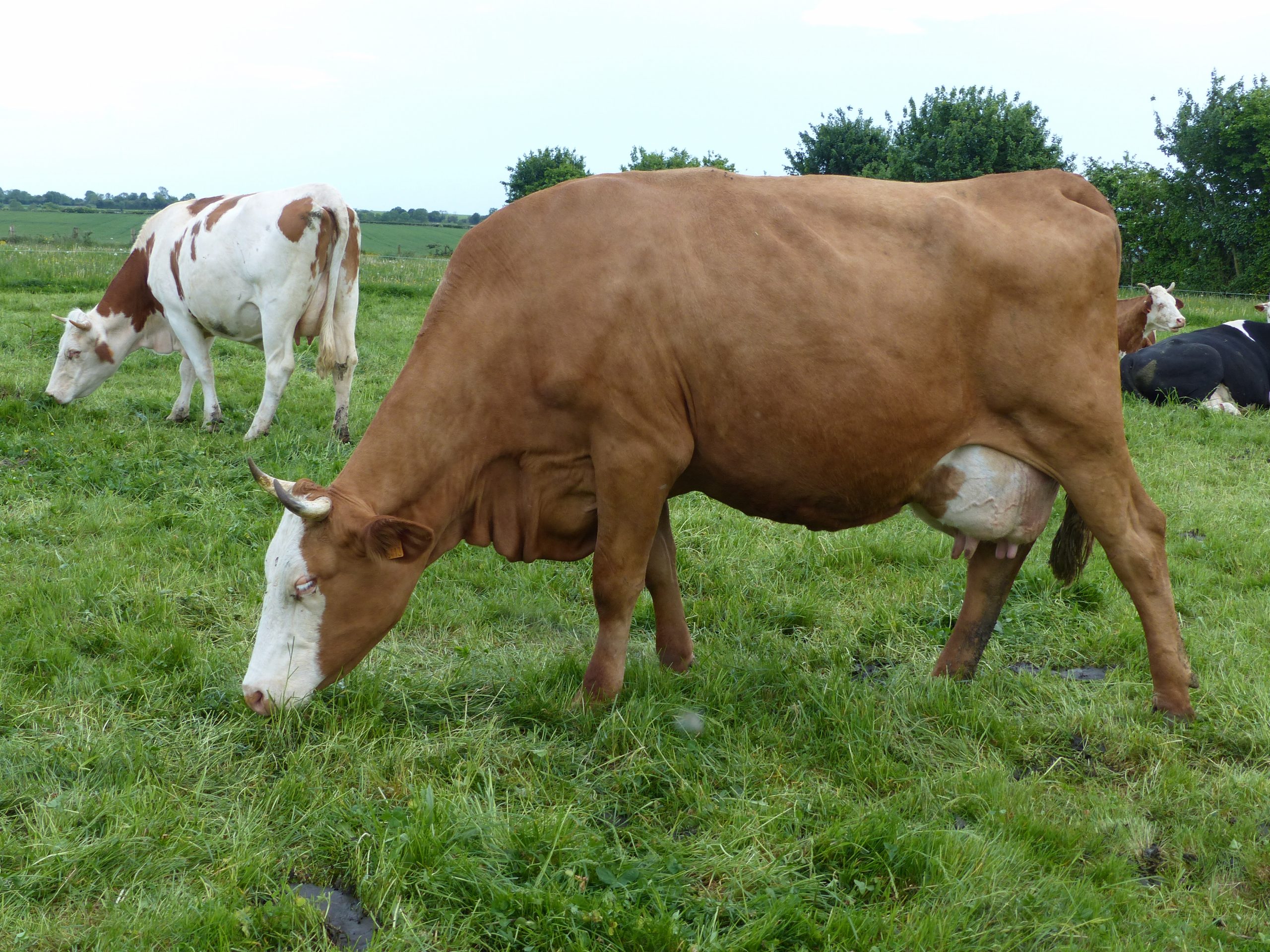 un_troupeau_de_vaches_colorees2