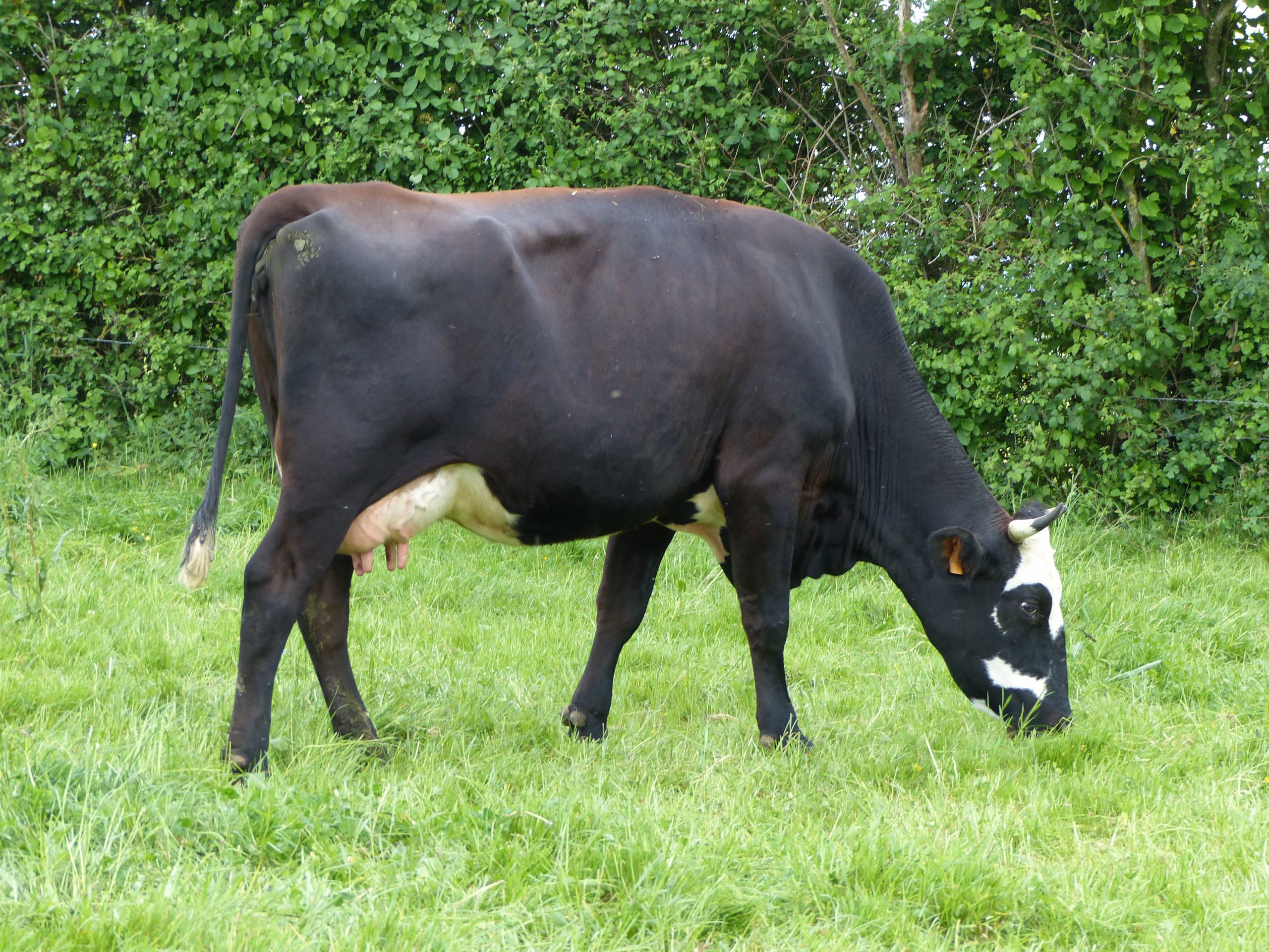 un_troupeau_de_vaches_colorees_3