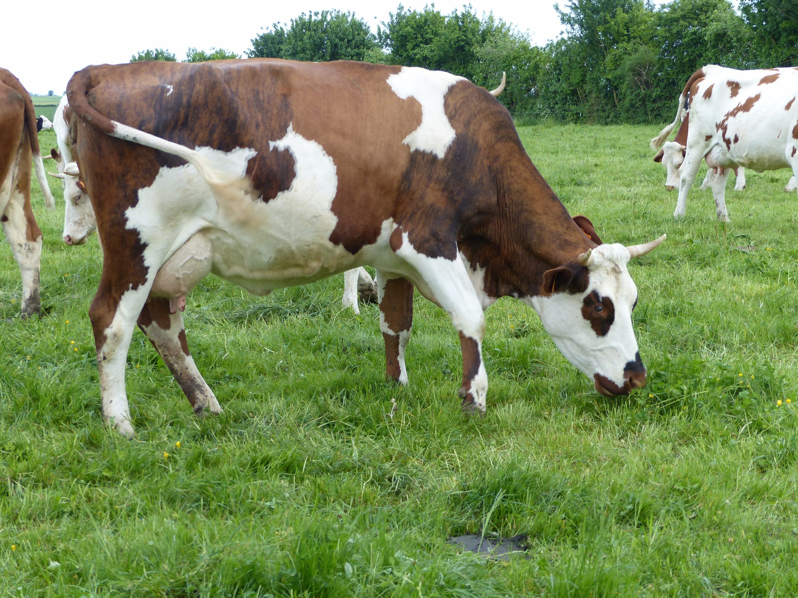 un_troupeau_de_vaches_colorees_4