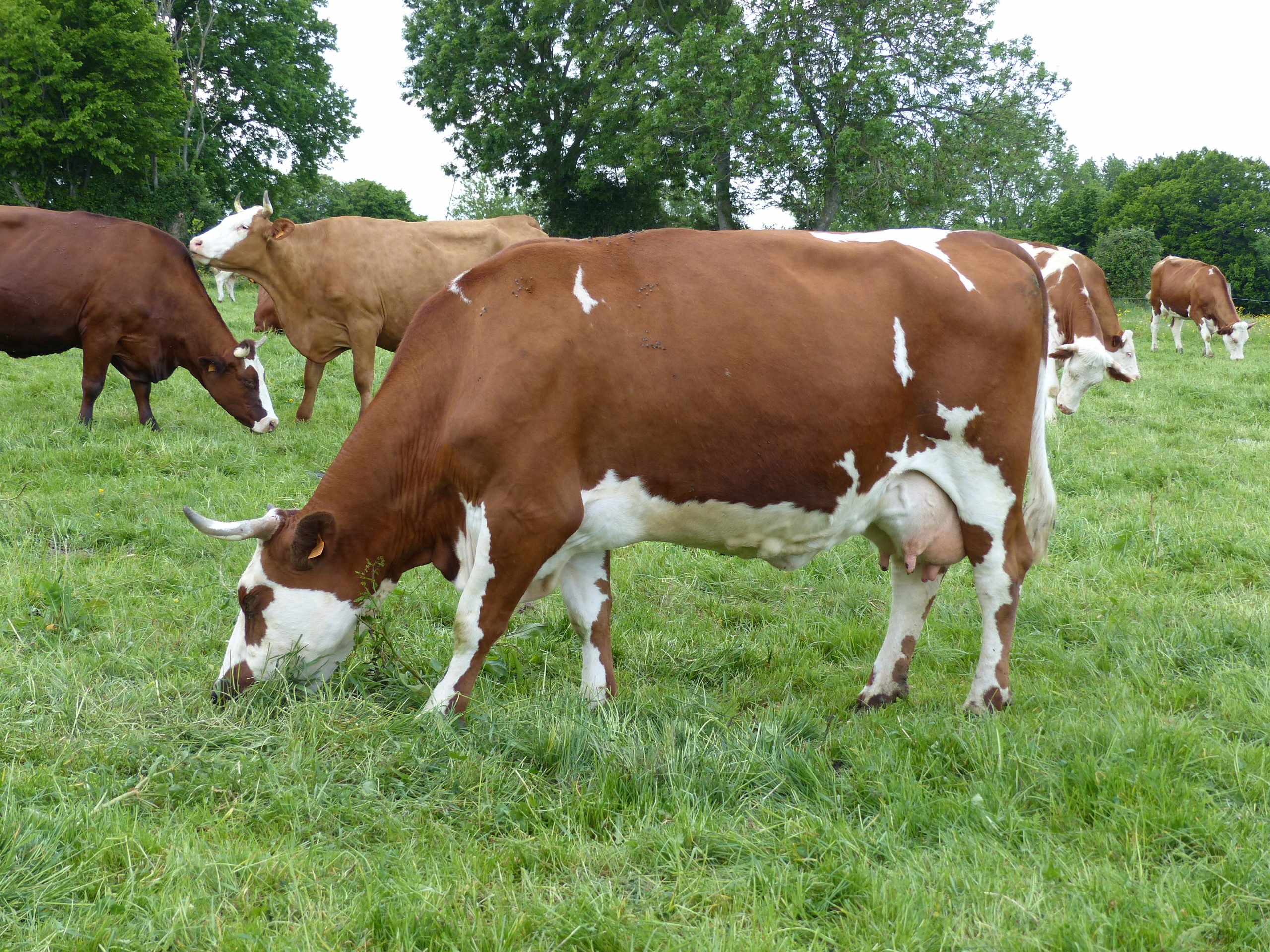 un_troupeau_de_vaches_colorees_5