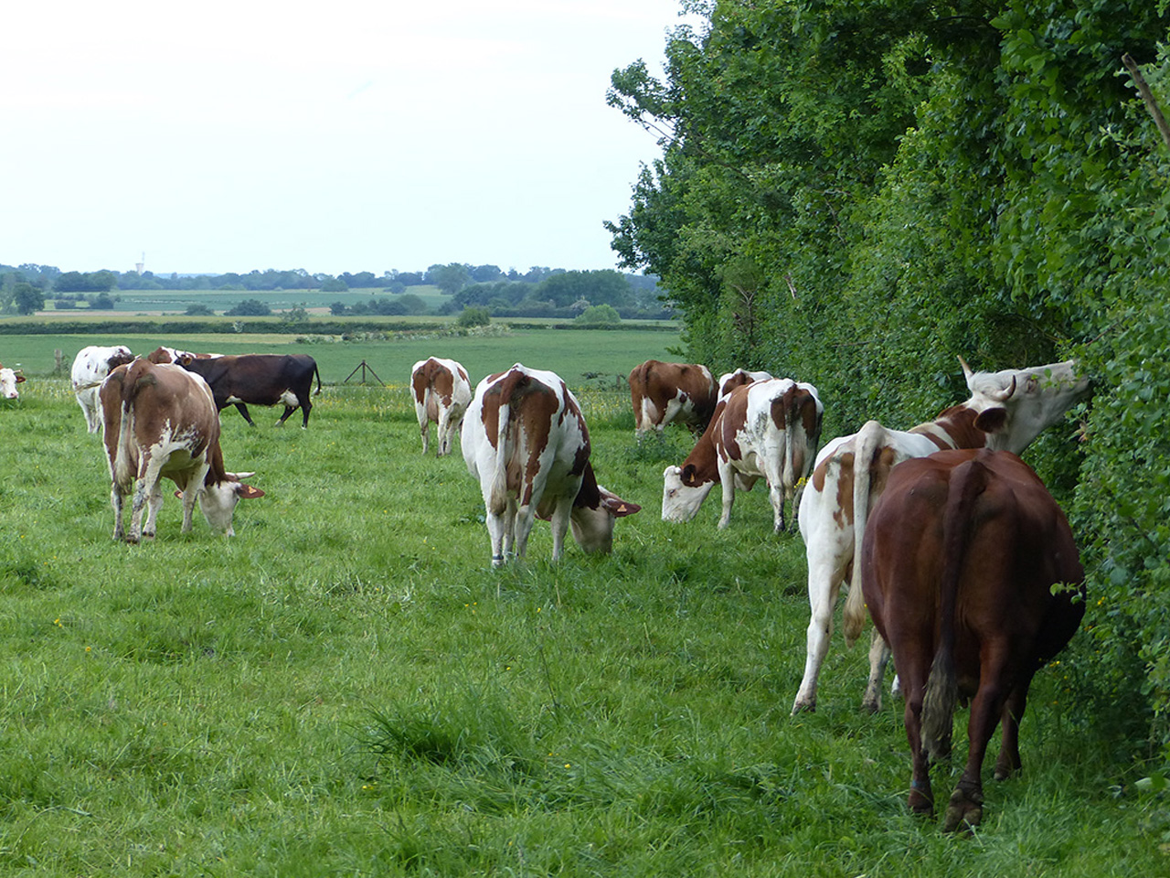 vaches-ferme-des-beaux-cors-2