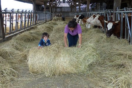 foin-herbe-vaches